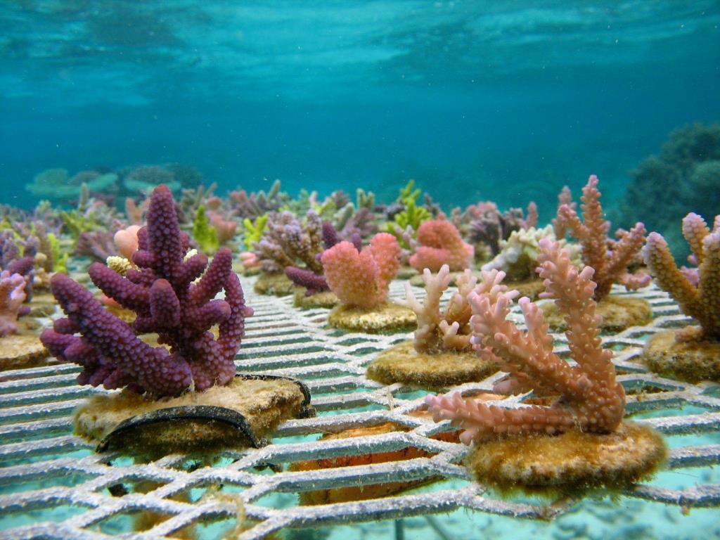 koraalrif beschermen op Koh Tao